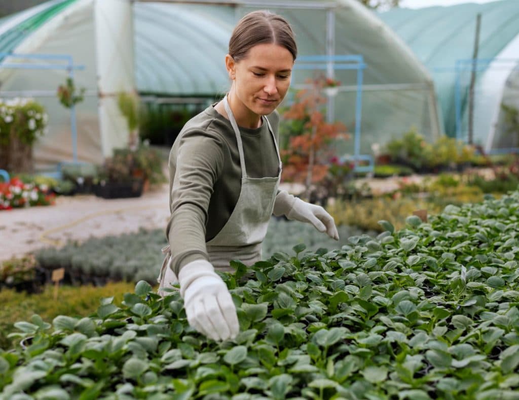 Fresh Market Collective